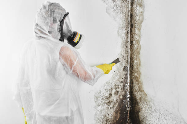 Best Biohazard Mold Removal  in Spring Park, MN