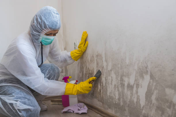 Best Mold Odor Removal Services  in Spring Park, MN